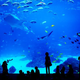 Illustration for article titled All The Dumbass Fish At The Aquarium…Ranked